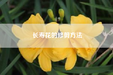 长寿花的修剪方法?长寿花修剪技巧?